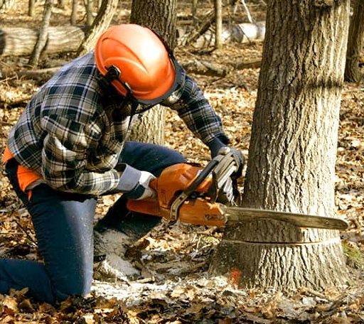 Tree Removal in Coulee Dam, WA